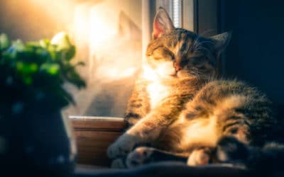 Quel effet le Soleil a sur notre sommeil?