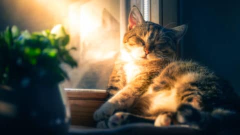 articles ostéo, Quel effet le Soleil a sur notre sommeil?