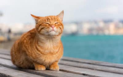 Les bienfaits du Soleil pour notre organisme